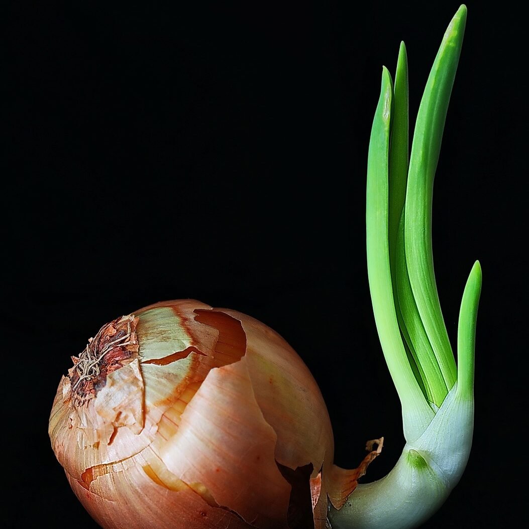 onion, vegetables, bio, food, healthy, vegetarian, vitamins, ingredient, kitchen, onion, onion, onion, onion, onion